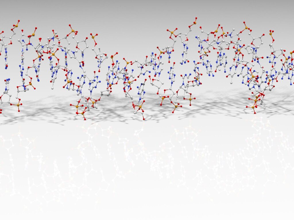 a ball and stick model of a strand of dna.